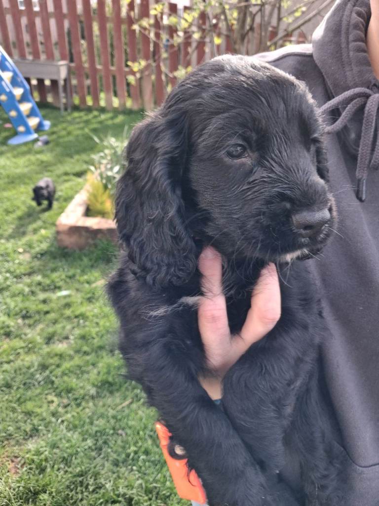 Cocker spaniel  puppies 