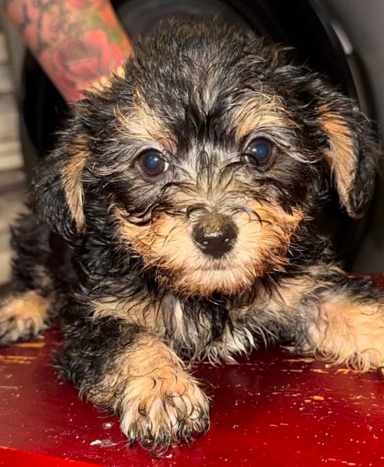 Yorkiepoo