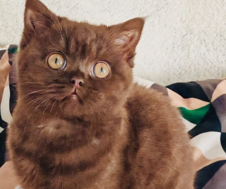 Stunning Rare Cinnamon British Shorthair kitten 8 weeks Old