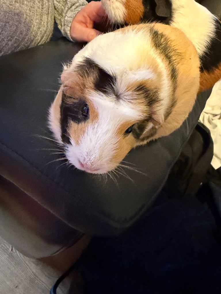 2 female indoor guinea pigs need rehoming 