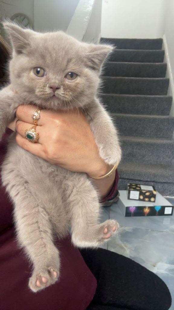 beautiful lilac and blue British shorthair kittens !! 