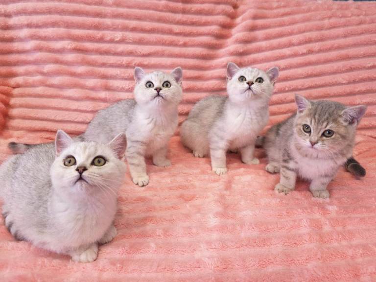 Britsh short hair Ay12 and NS12 for sale