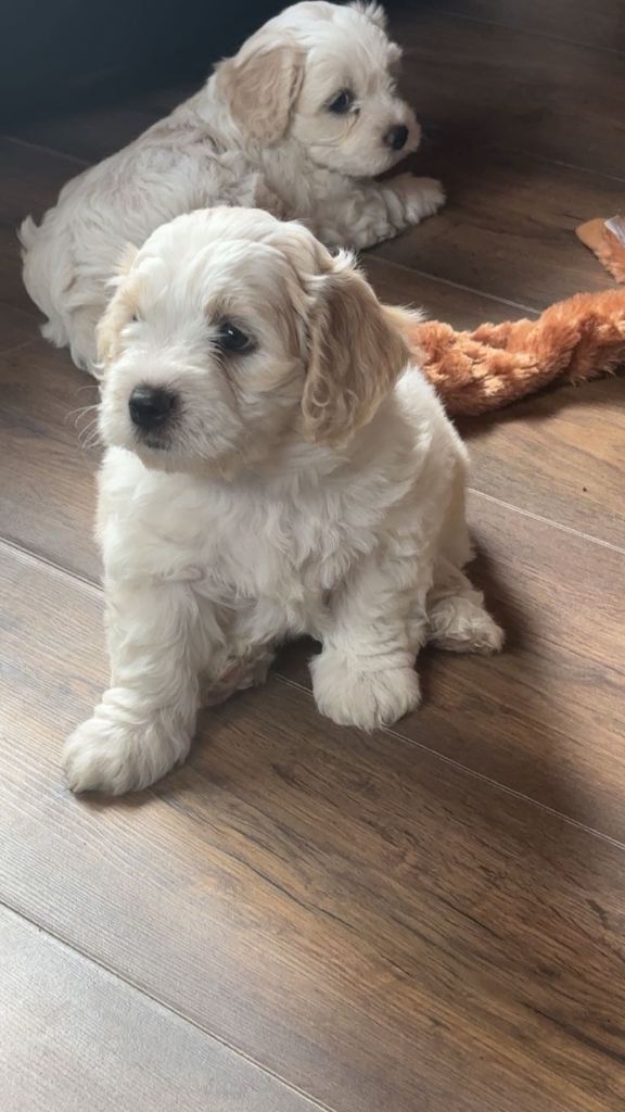 Cavachon pups for sale