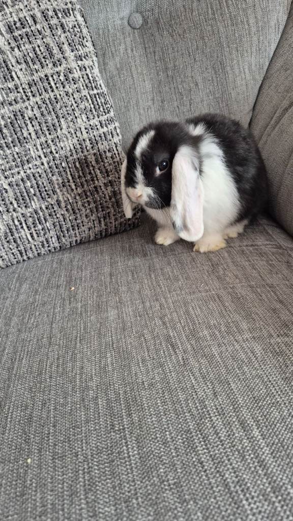 Mini lops