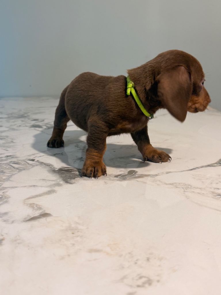 Beautiful Puppies Ready Now – 2 Boys & 1 Girl Left 