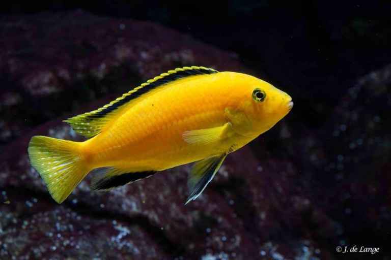Yellow Labs (labidochromis caeruleus) M'buna cichlids