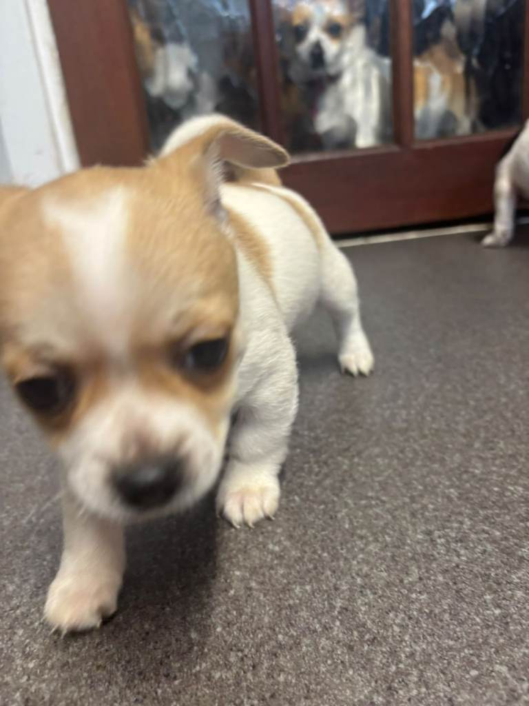 Puppies for sale