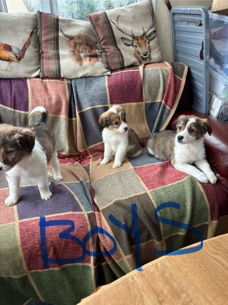 Welsh collie x boarder collies 