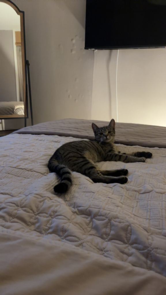 Female kitten 