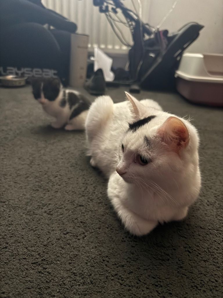 Kittens for sale x 3 females