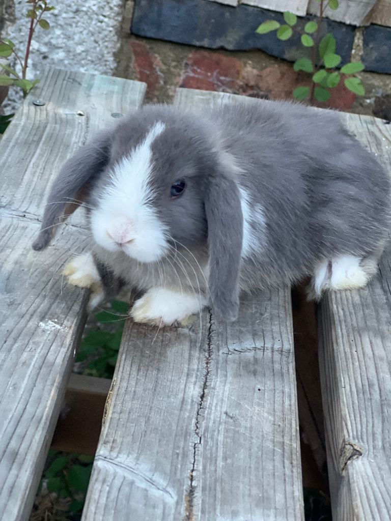 Bunnies for sale 