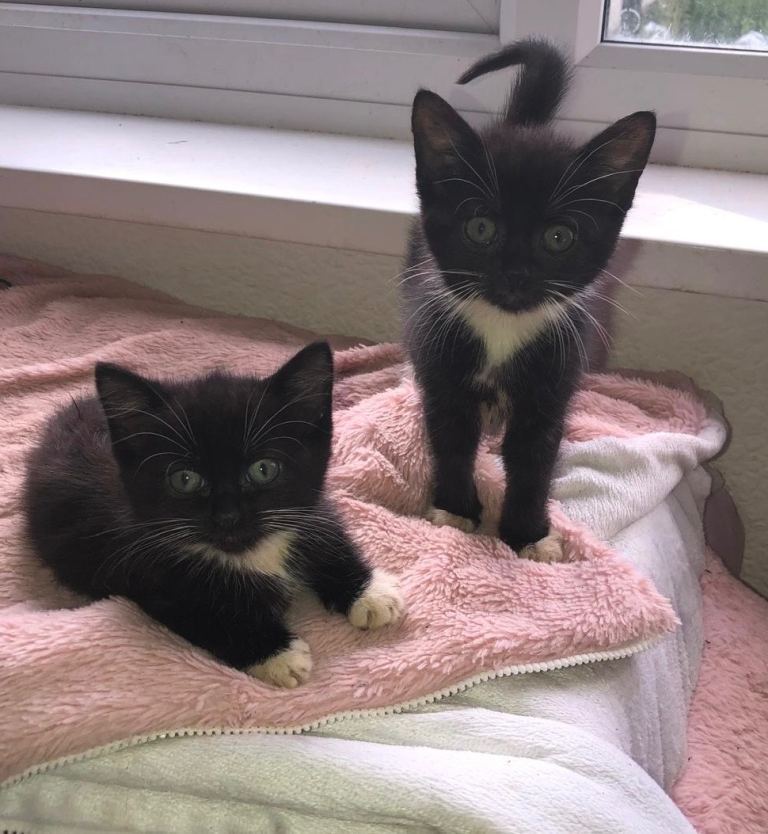 Adorable, friendly kittens from beautiful doting Siamese-mix breed Mother