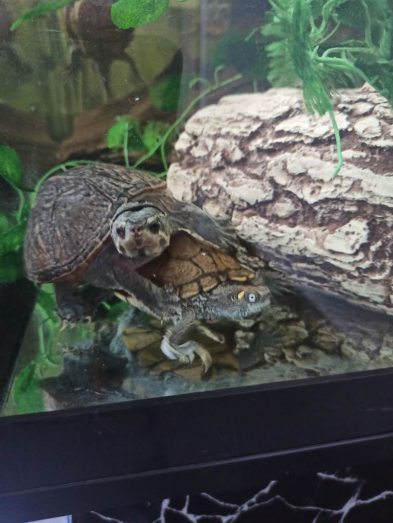 Tropical fishes cichlids