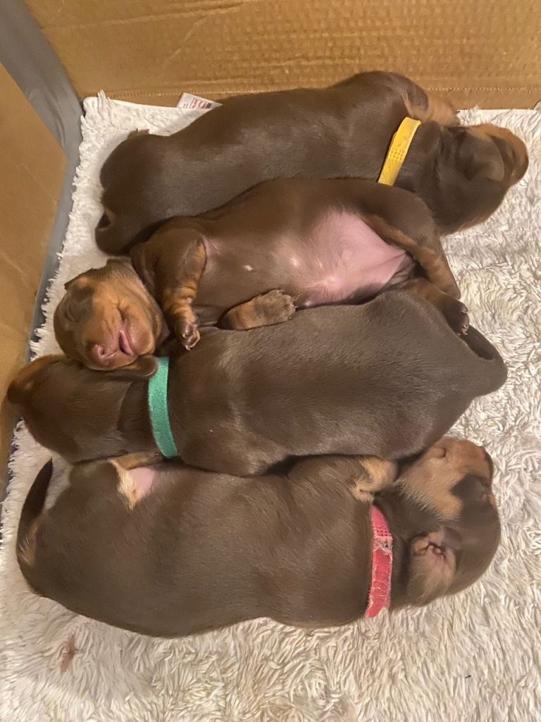 Miniature  daschund puppies 