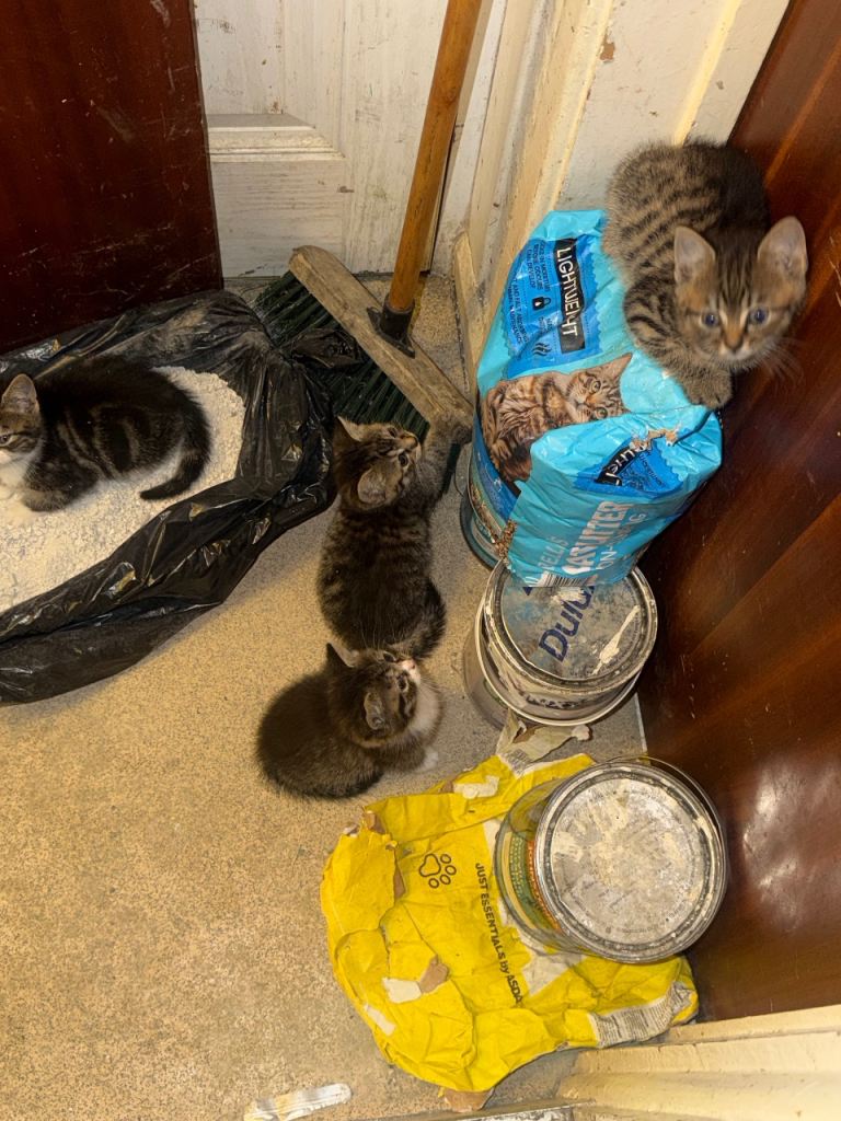 Kittens for sale