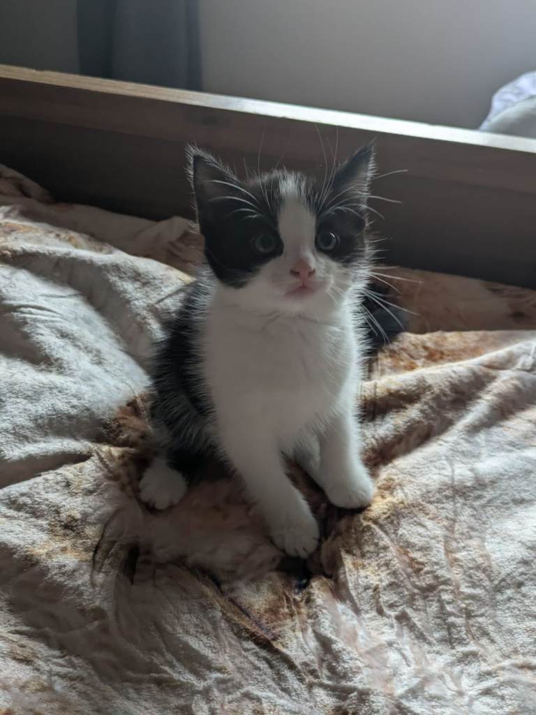 tuxedo kitten 
