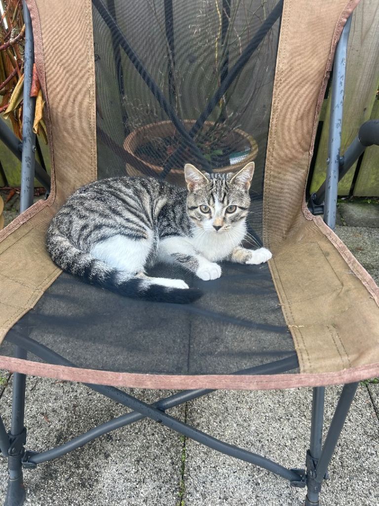 Mixed Breed Male Kitten Friendly 