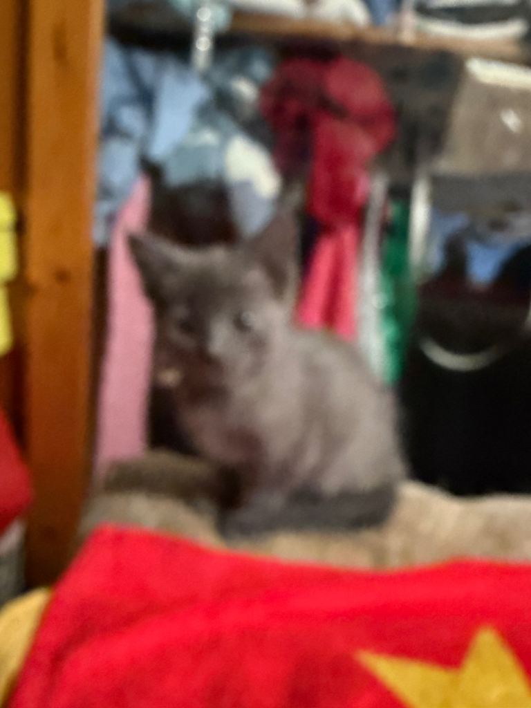 Kittens for sale