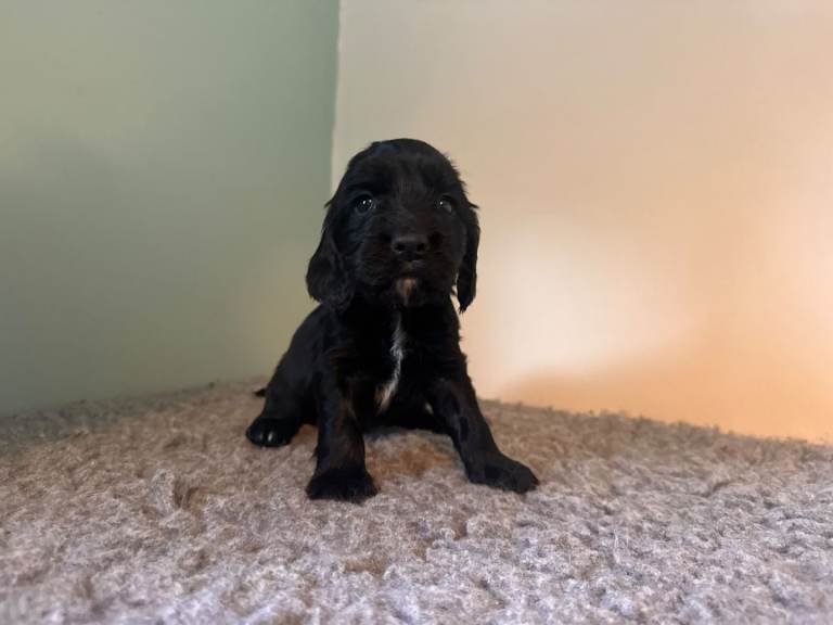 Beautiful Sprocker Spaniel Puppies