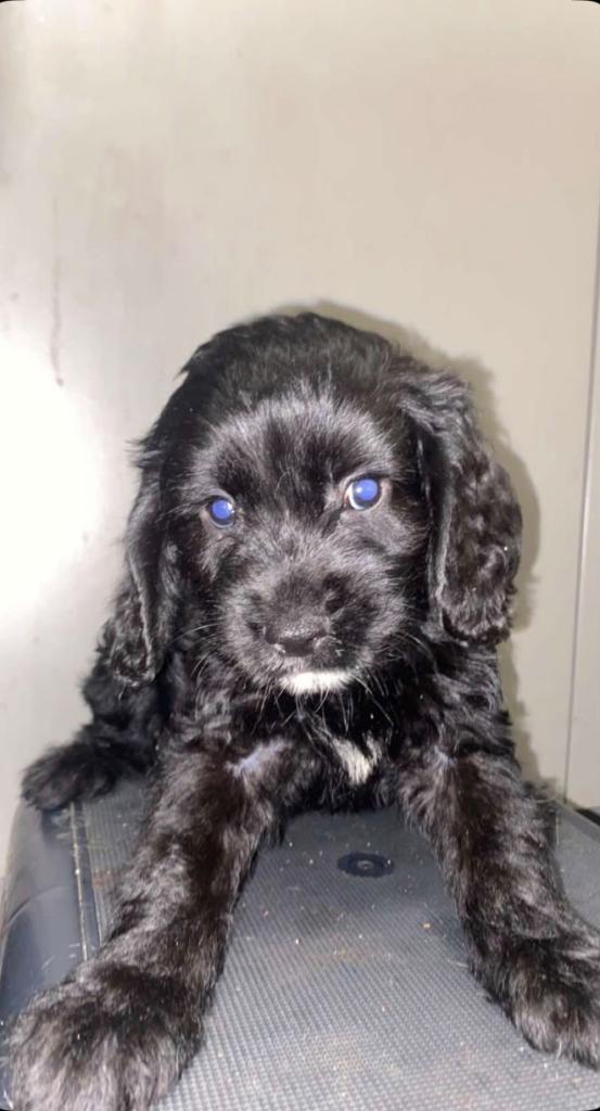 Spaniel puppies 