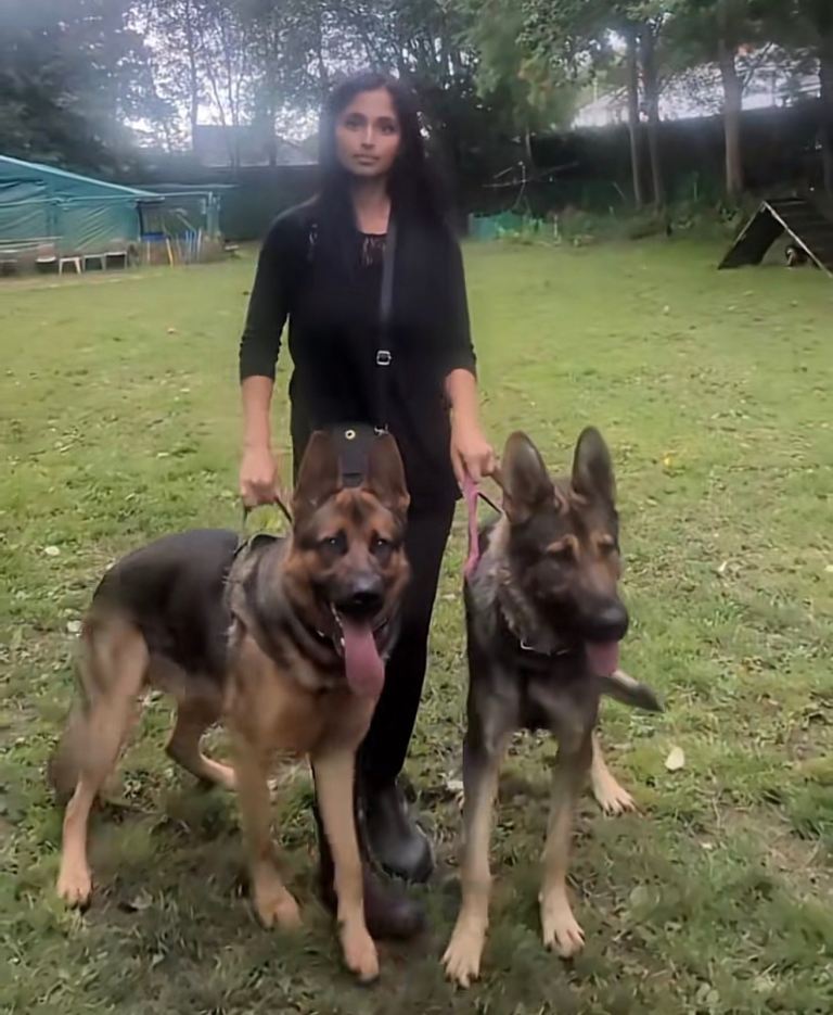 Chunky German shepherd pups ready to leave 
