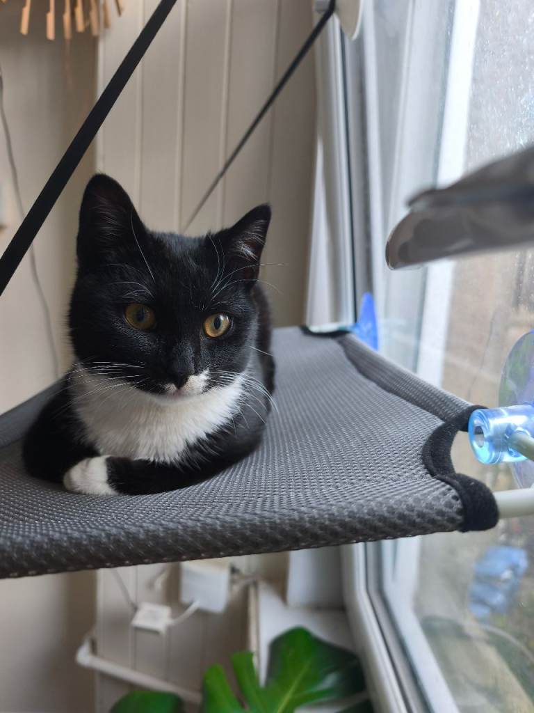 4 months tuxedo female kitten for sale