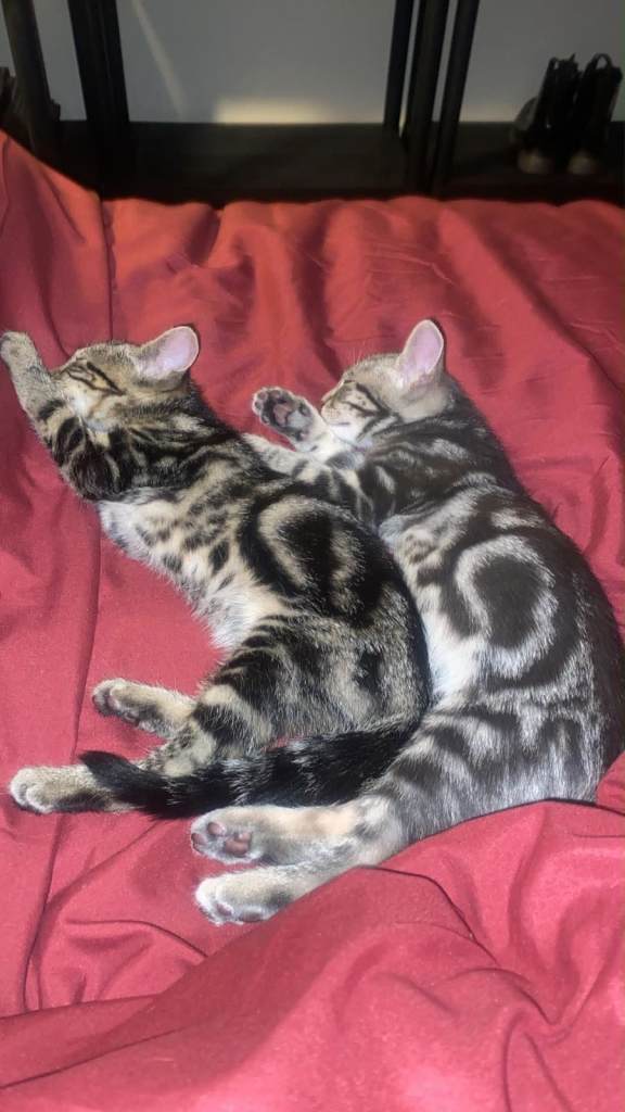 Bengal kittens 