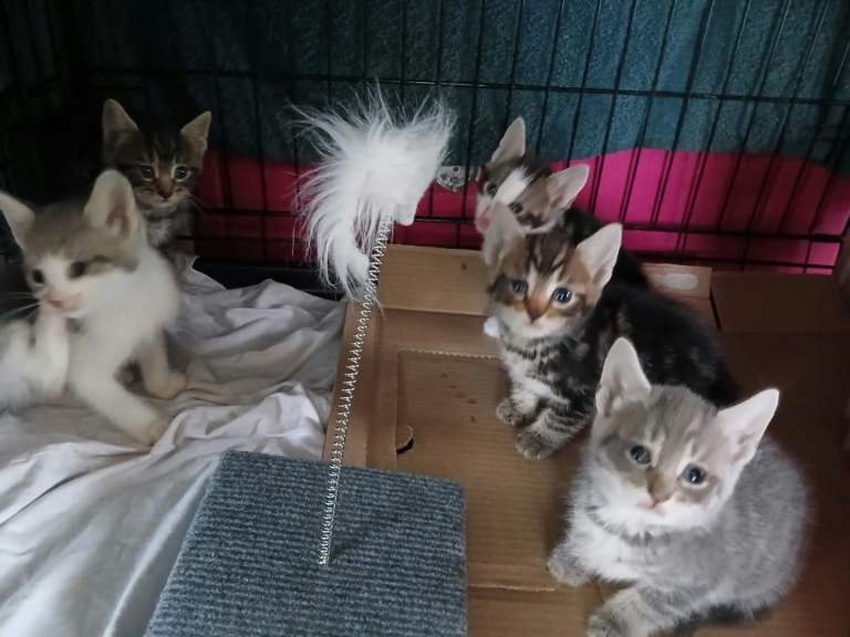 Kittens British Shorthair
