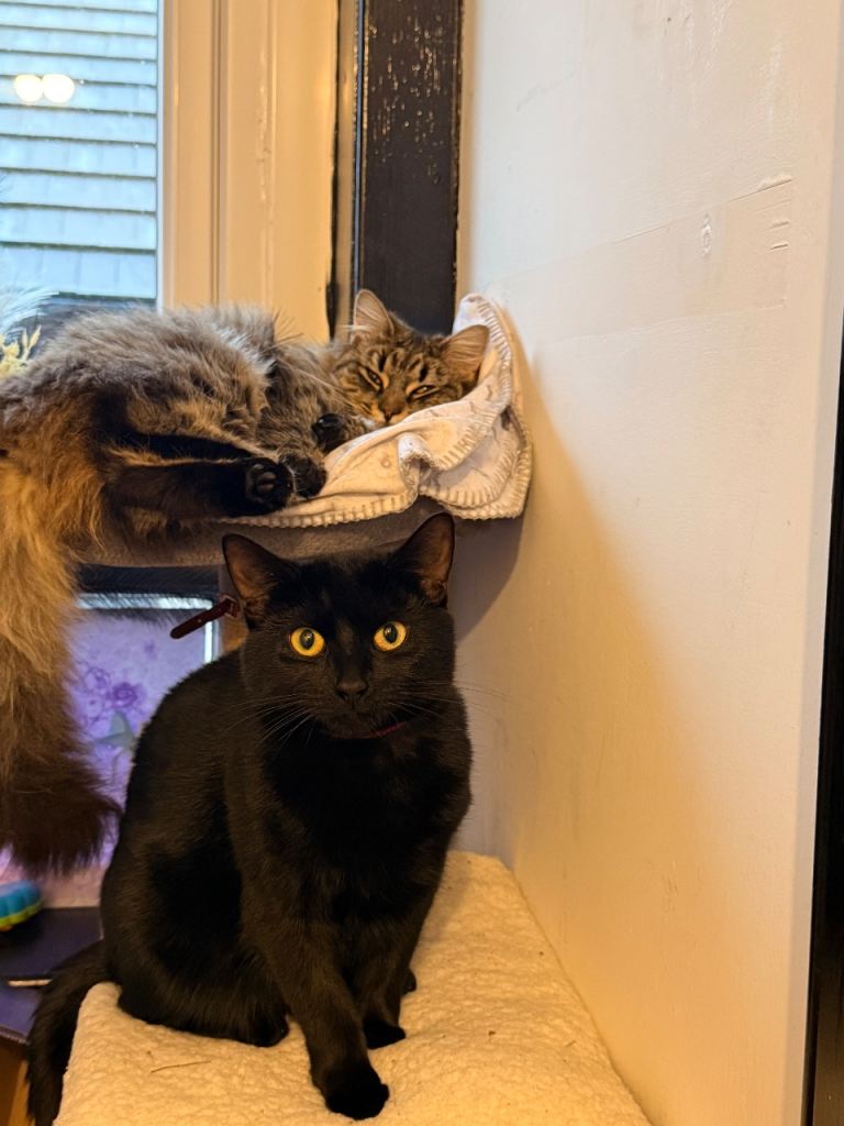 2 cats looking for a home 