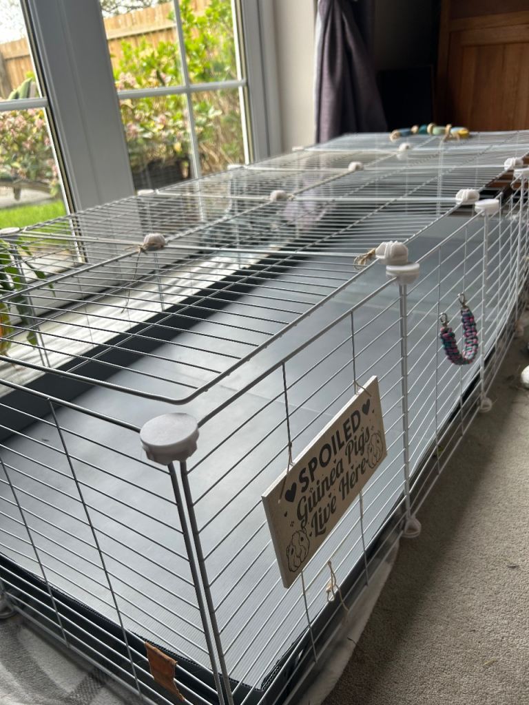 Guinea pig cage
