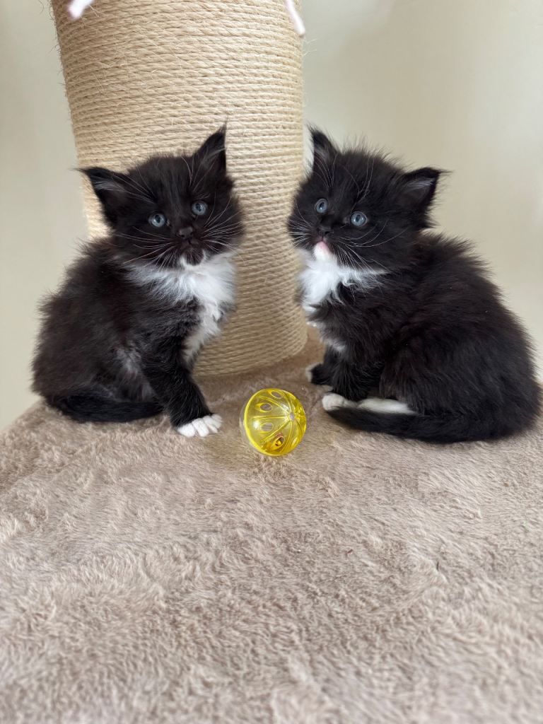 Full pedigree Maine coon kittens