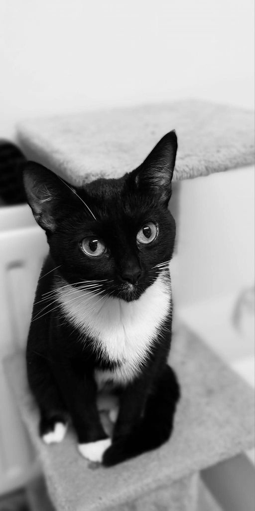 Cat needs rehoming