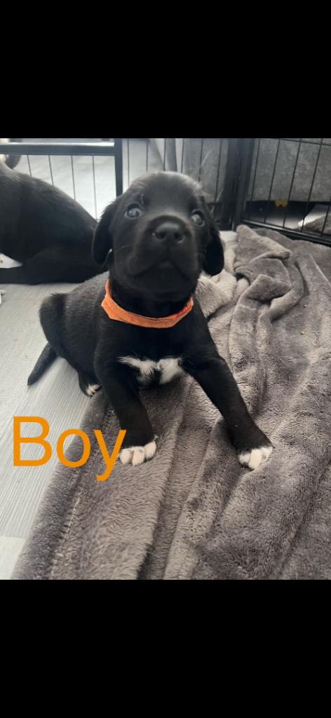 Labrador x Australian kelpie pups / puppies / dog