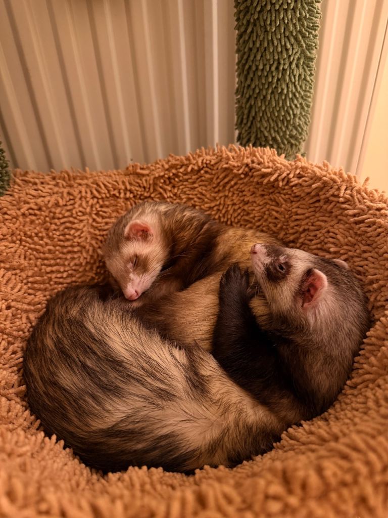 Ferrets for rehoming