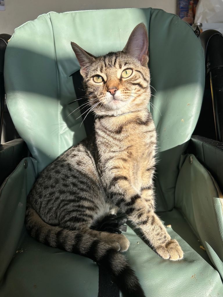 Kittens. No time wasters 