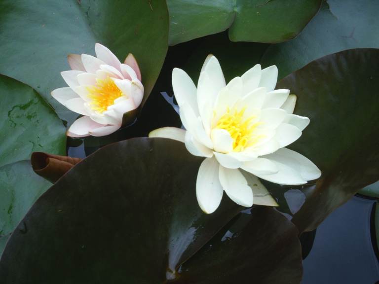 Water Lily Plants in Pond Baskets. Large Flowering Established White & Pink Lillies