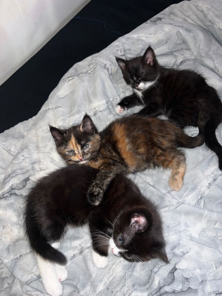 Kittens 