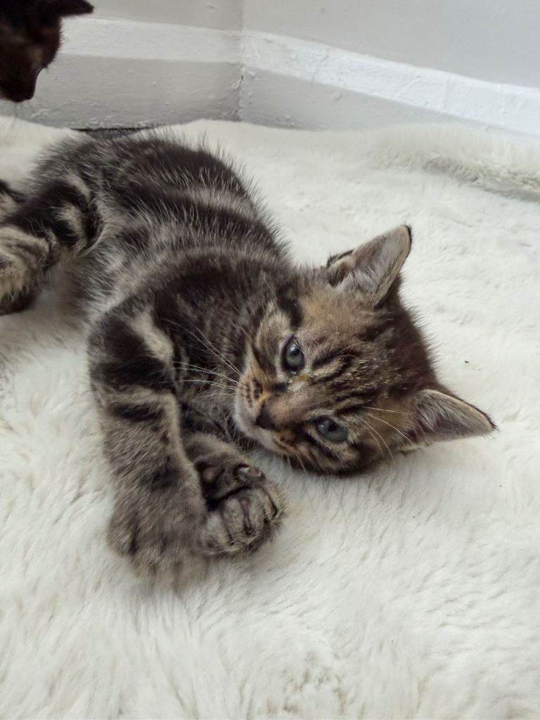 4 BEAUTIFUL KITTENS READY TO LEAVE NOW!! 