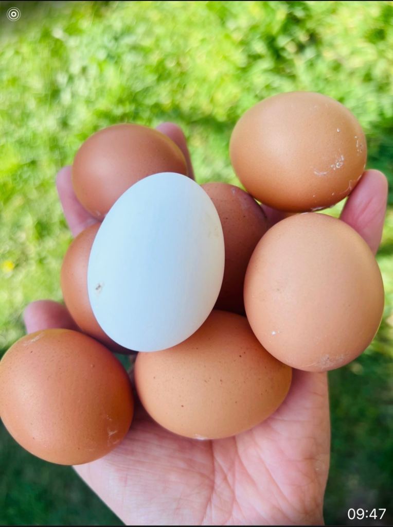 Chickens for sale 
