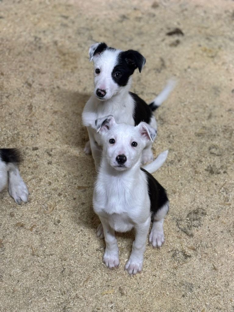 Collie pups 