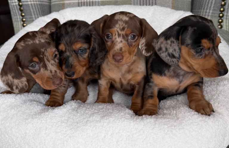 Stunning Miniature Smooth Dachshund’s 