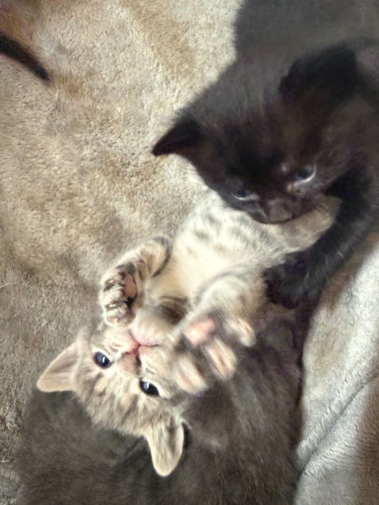 🐾 Beautiful British Shorthair Kittens Looking for Their Forever Homes 🐾 From £100 