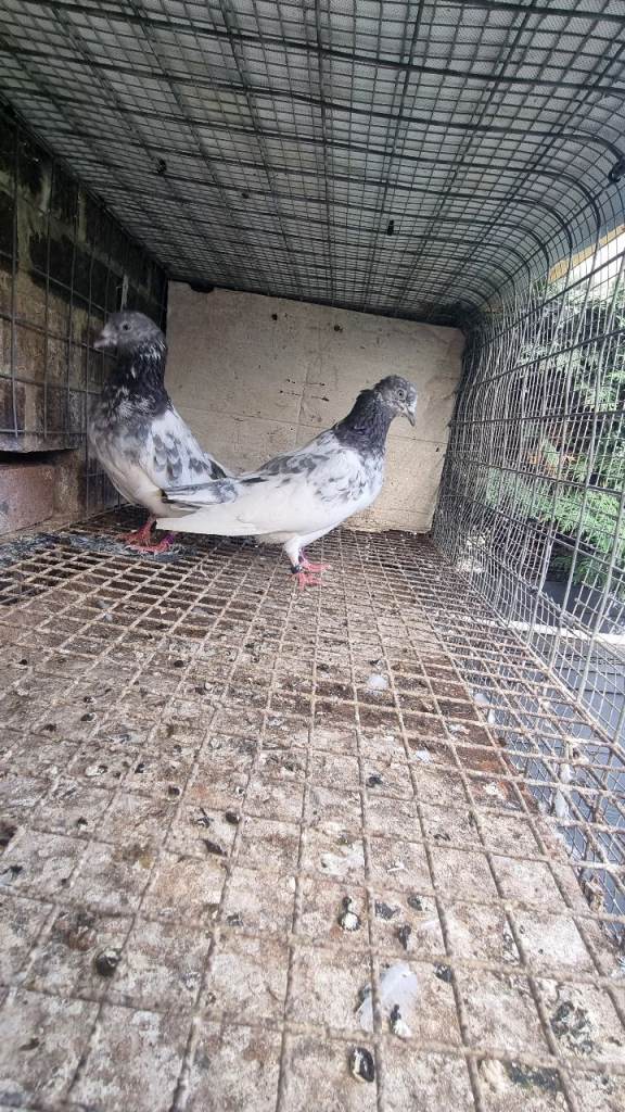 Mixed pigeons for sale