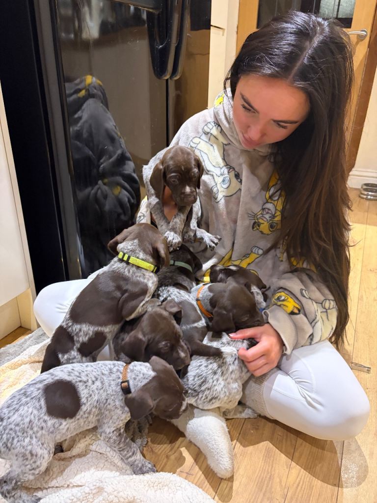 German shorthaired pointer puppies 