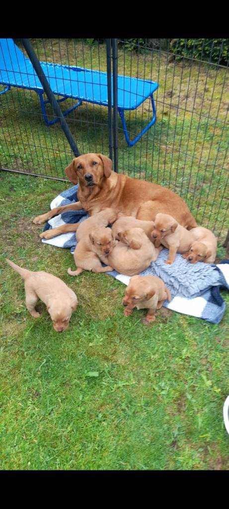 Fox red labrador pups