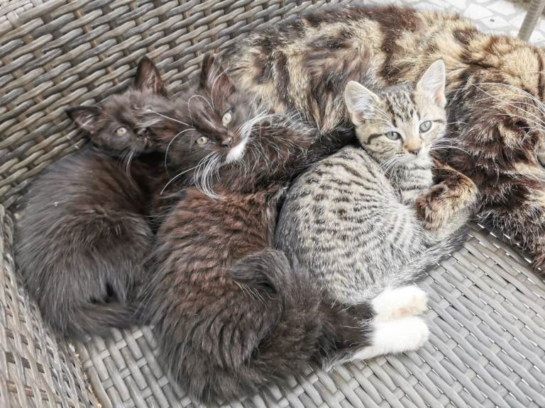 Cute fluffy kittens looking for a new home