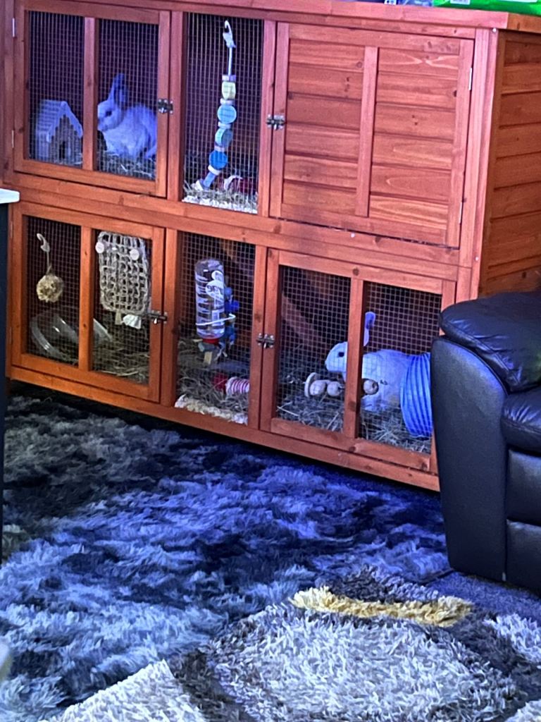 2 boy rabbits (have to stay together) 