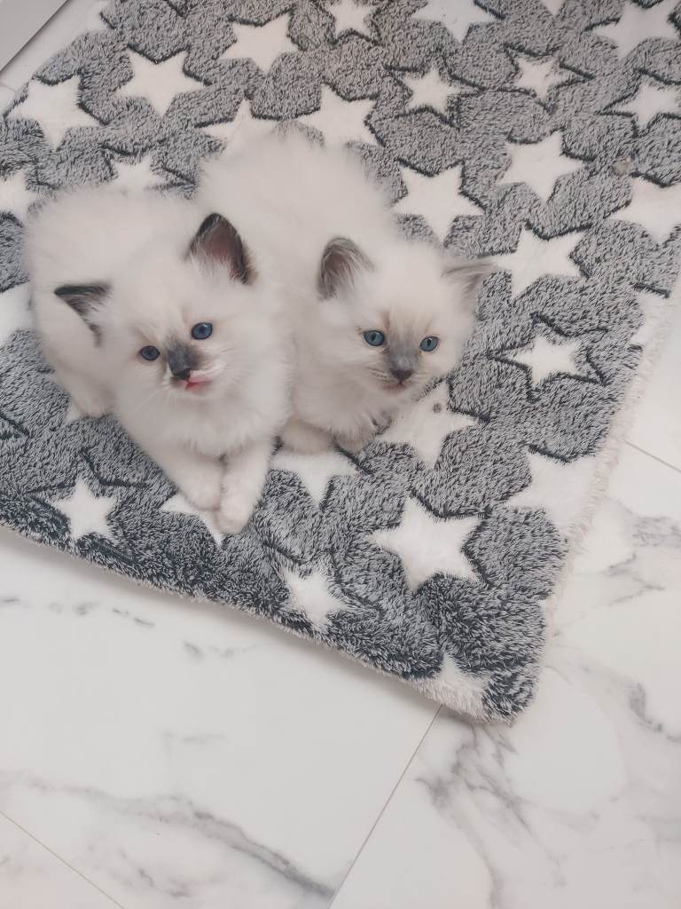 Ragdoll kittens for sale