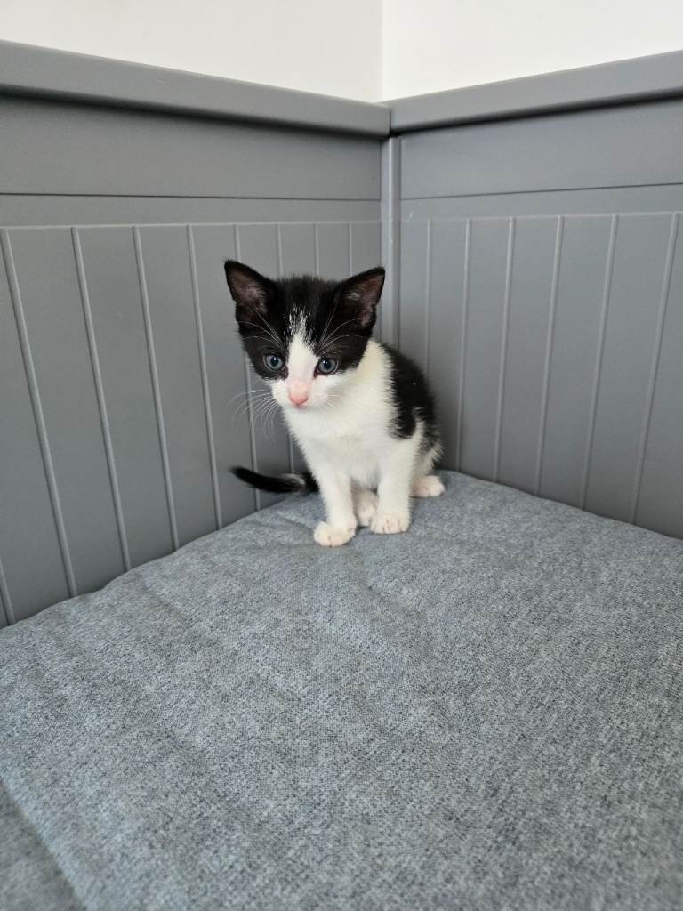 Kittens for sale 