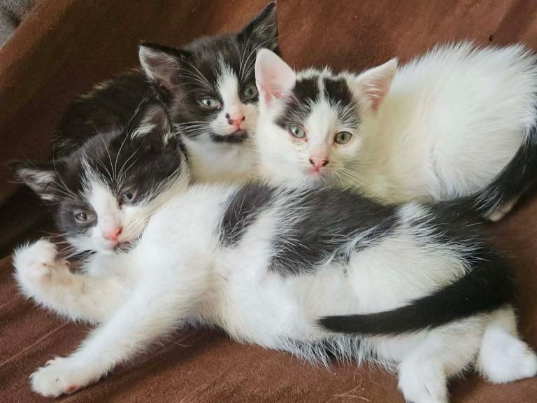 3 kittens needing a loving home 
